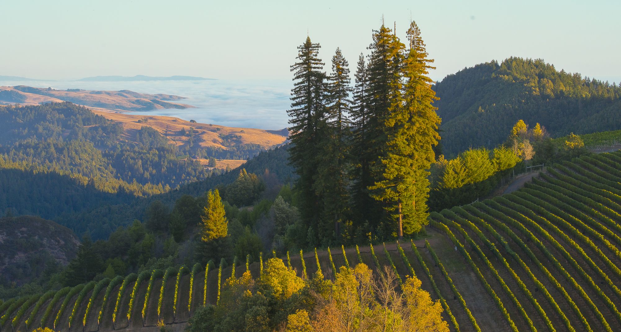 A scenic vineyard landscape with rows of grapevines, tall trees, and rolling hills under a clear sky, with distant fog in the valley.