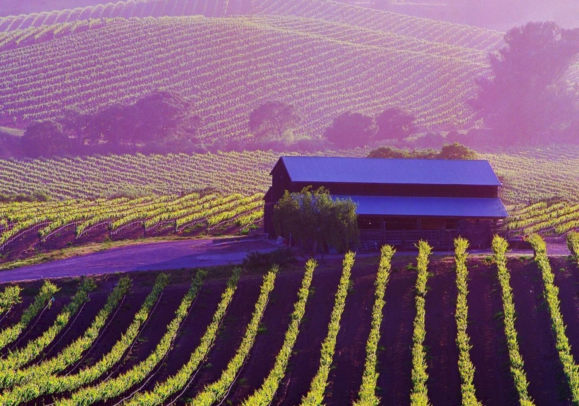 A picturesque vineyard landscape with rows of grapevines and a rustic barn under a purple-tinted sky, surrounded by rolling hills.