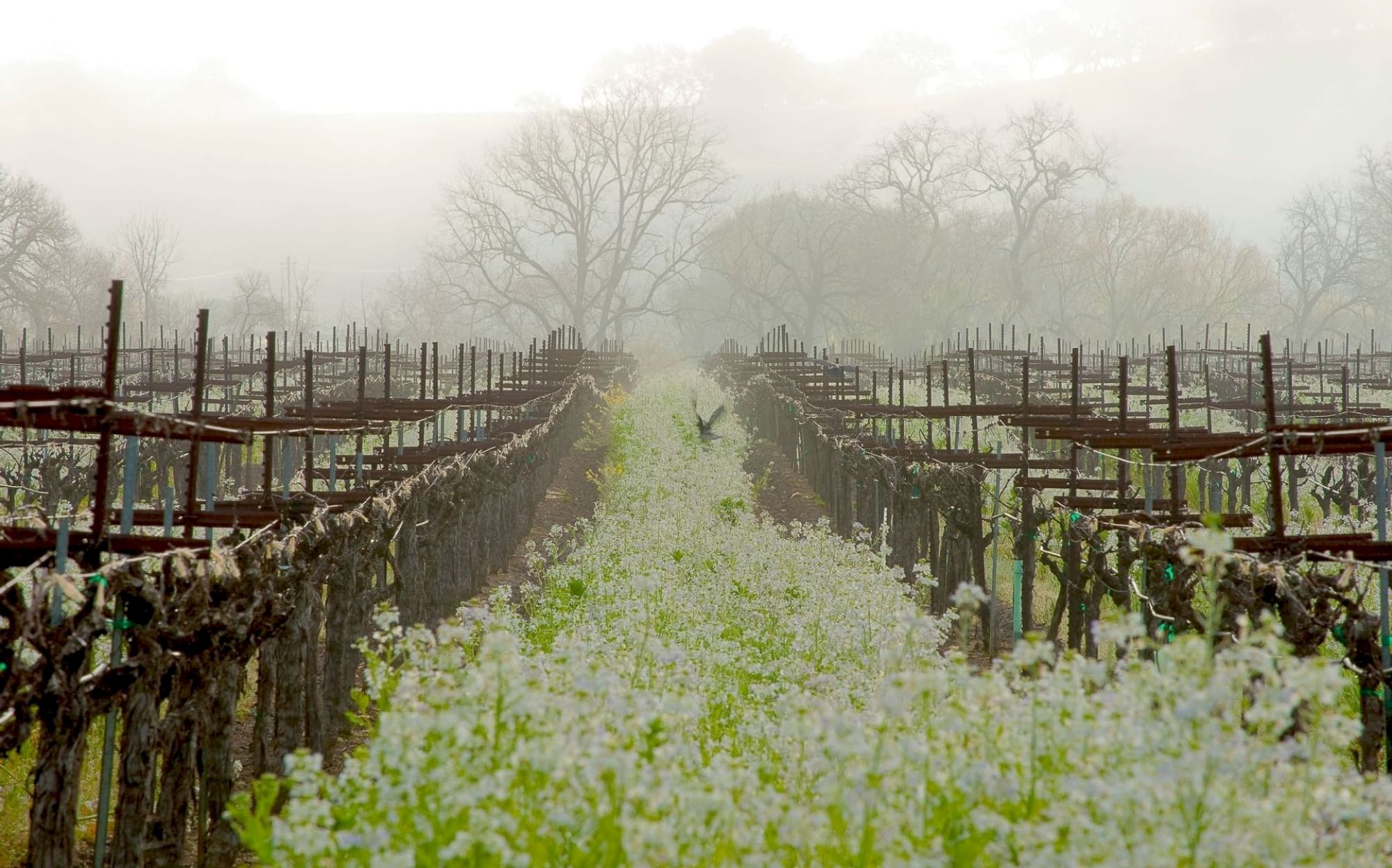 Vineyard rows stretch into the foggy distance, with wildflowers blooming between the vines, and bare trees visible in the mist.