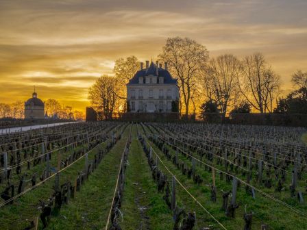 A large house stands beyond a vineyard at sunset, with rows of grapevines leading the eye toward the building, surrounded by bare trees.