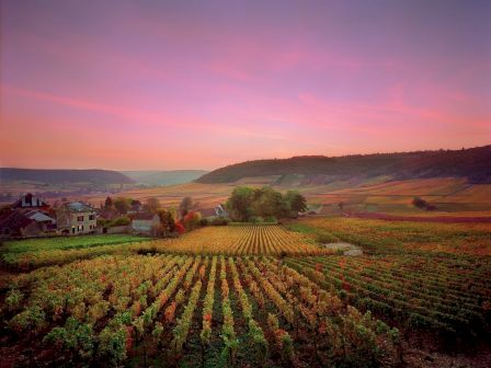 A vineyard landscape at sunset with rows of grapevines, a few houses, and rolling hills under a pink and purple sky.