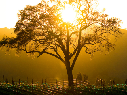 A lone tree stands in a vineyard at sunset, with sunbeams filtering through its branches, creating a serene and golden landscape.