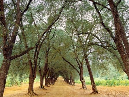 A tree-lined path stretches forward with arched branches creating a natural, scenic tunnel. Leaves and soil enhance the tranquil setting.