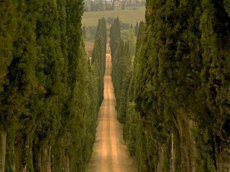 A dirt road lined with tall trees stretches into the distance, creating a scenic, straight pathway through a lush, rural landscape.