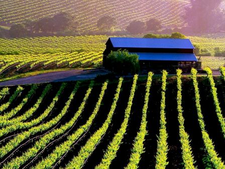 A scenic vineyard landscape with neatly aligned rows of grapevines and a small farmhouse in the center under a vibrant sky.