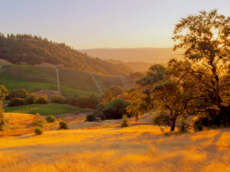 The image shows a scenic landscape with rolling hills, vineyards, and trees bathed in the golden light of a setting sun.