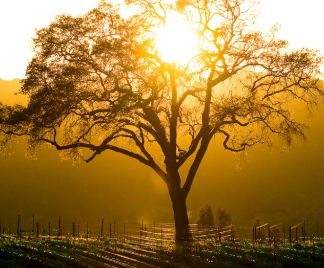 A tree stands against a golden sunset in a vineyard, casting intricate shadows on the ground and creating a serene, picturesque scene.