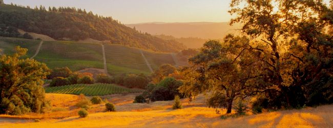 A scenic landscape with rolling hills, vineyards, and trees, bathed in golden sunlight during sunset.