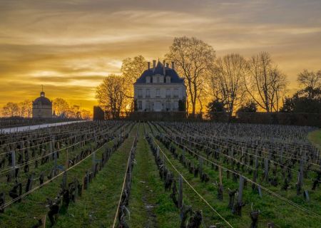 A vineyard stretches towards a grand chateau, silhouetted by a vibrant sunset with bare trees surrounding the scene.