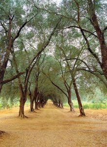 A tree-lined path with tall trees arching over a dirt walkway, creating a natural tunnel effect with greenery in the background.