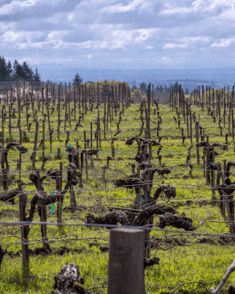 A vineyard with neatly aligned, dormant grapevines on a cloudy day, surrounded by trees in the background.