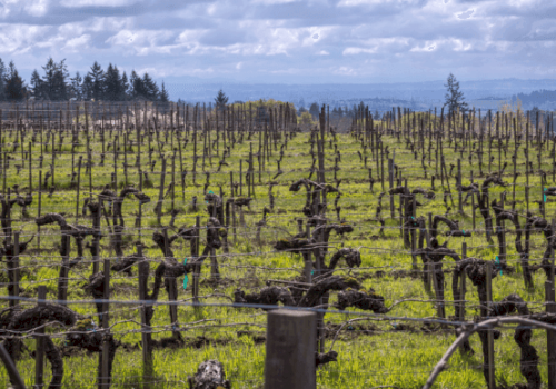 A vineyard with neatly aligned, dormant grapevines on a cloudy day, surrounded by trees in the background.