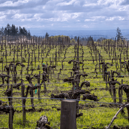 A vineyard with neatly aligned, dormant grapevines on a cloudy day, surrounded by trees in the background.