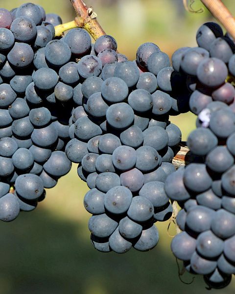 The image shows clusters of dark purple grapes hanging from vines in a vineyard, ready for harvesting.