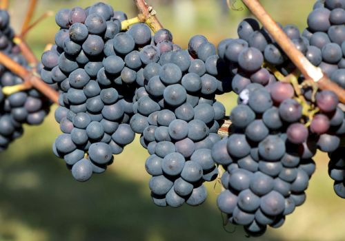 The image shows clusters of dark purple grapes hanging from vines in a vineyard, ready for harvesting.