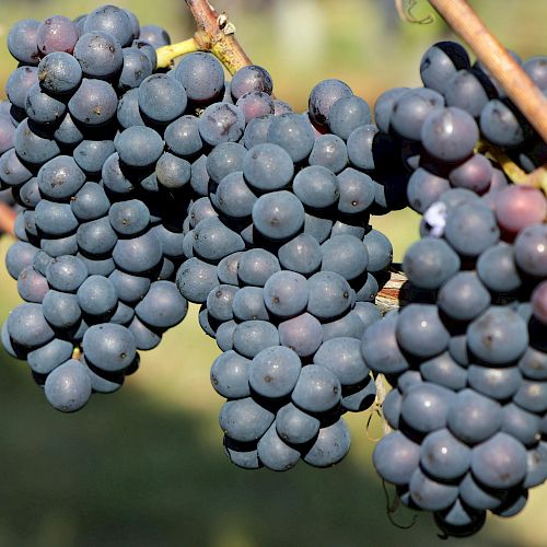 The image shows clusters of dark purple grapes hanging from vines in a vineyard, ready for harvesting.