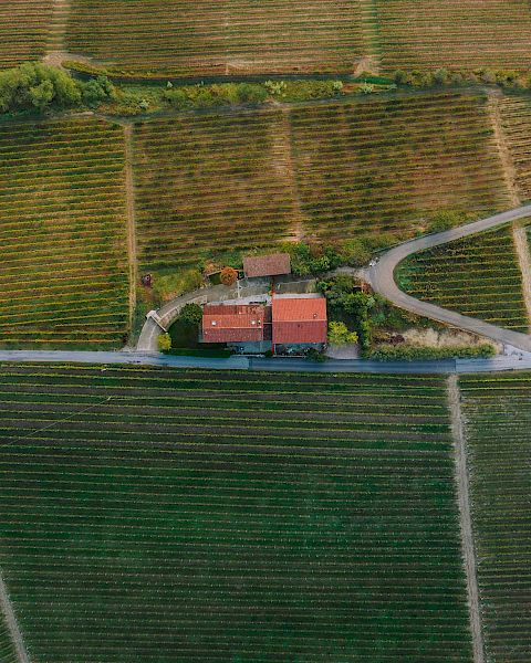 Aerial view of a rural area with a house and road surrounded by neatly arranged fields or vineyards, showcasing geometric patterns in the landscape.