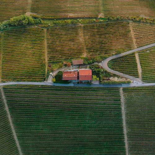 Aerial view of a rural area with a house and road surrounded by neatly arranged fields or vineyards, showcasing geometric patterns in the landscape.