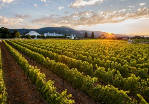 A vineyard stretches toward the horizon at sunset, with rows of grapevines, distant trees, hills, and clouds in the sky.