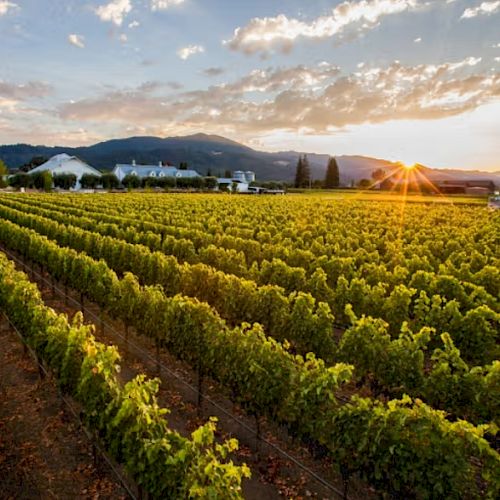 A vineyard stretches toward the horizon at sunset, with rows of grapevines, distant trees, hills, and clouds in the sky.