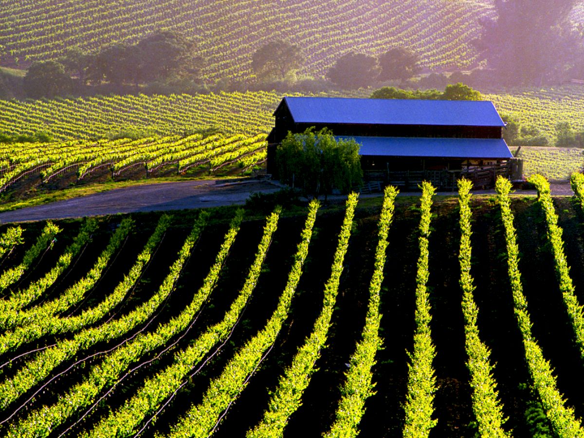 The image shows a picturesque vineyard with rows of grapevines and a small building set against rolling hills under a soft, colorful sky.